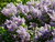 SERING (Lilac)(Syringa vulgaris), Bloesem Remedie (10 cc)