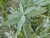 SALIE (Sage) (Salvia officinalis), Bloesem Remedie (10 cc)